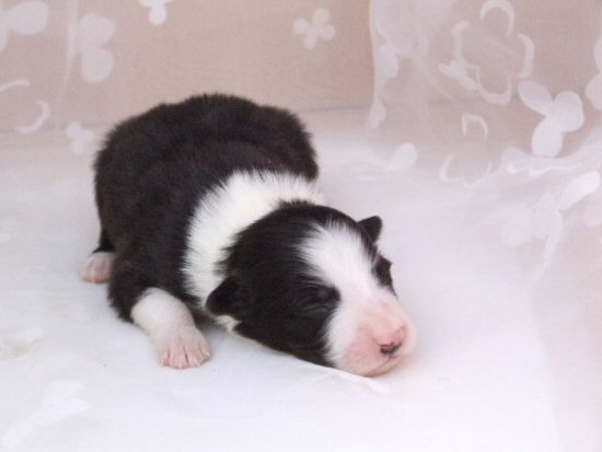 �{�[�_�[�R���[�@�q���t���[�摜