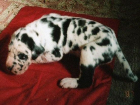 �O���[�g�f�[���@�q���t���[�摜