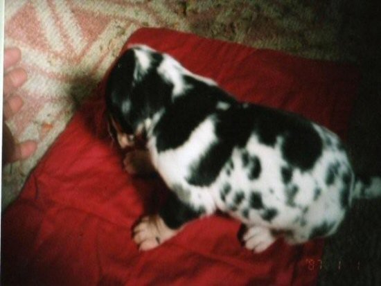 �O���[�g�f�[���@�q���t���[�摜