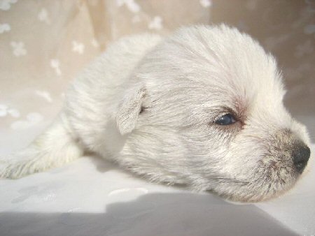 �E�F�X�e�B�[�@�q���t���[�摜