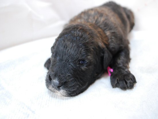 �u�[�r�G�E�f�E�t�����_�[�X�@�q���t���[�摜