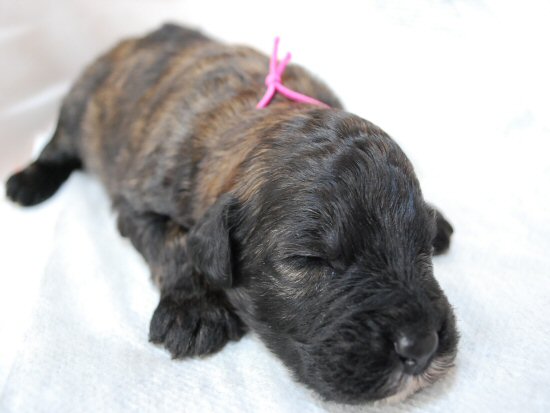 �u�[�r�G�E�f�E�t�����_�[�X�@�q���t���[�摜