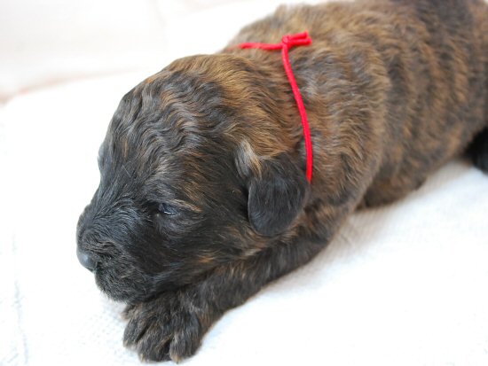 �u�[�r�G�E�f�E�t�����_�[�X�@�q���t���[�摜