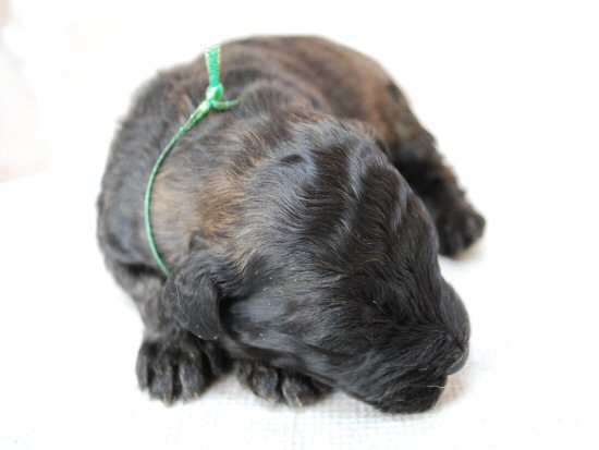 �u�[�r�G�E�f�E�t�����_�[�X�@�q���t���[�摜