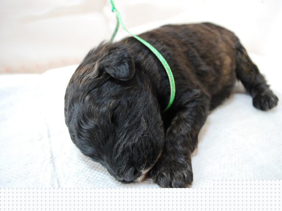 �u�[�r�G�E�f�E�t�����_�[�X�@�q���t���[�摜