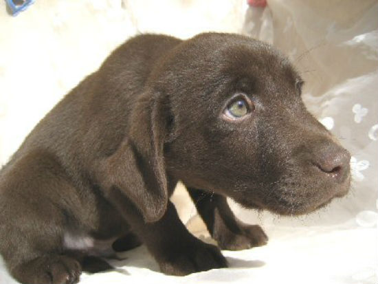 �E�F���V���R�[�M�[�@�q���t���[�摜