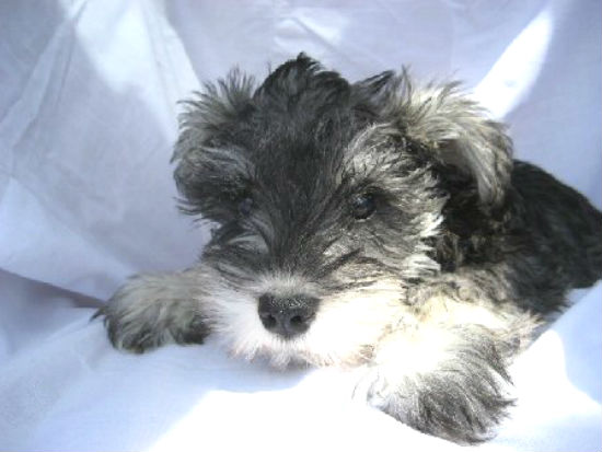 �~�j�`���A �V���i�E�U�[�@�q���t���[�摜