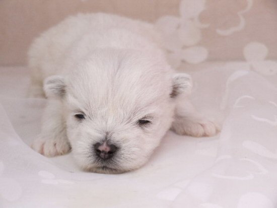 �E�G�X�e�B�[�@�q���t���[�摜