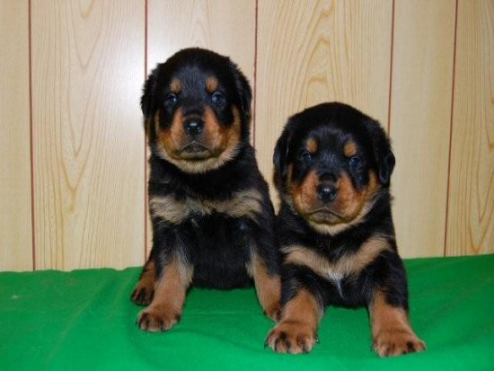 ���b�g���C���[�@�q���t���[�摜