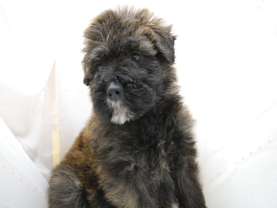 �u�[�r�G�E�f�E�t�����_�[�X�@�q���t���[�摜