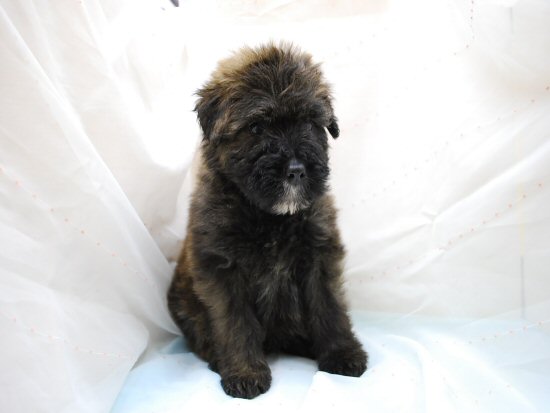 �u�[�r�G�E�f�E�t�����_�[�X�@�q���t���[�摜