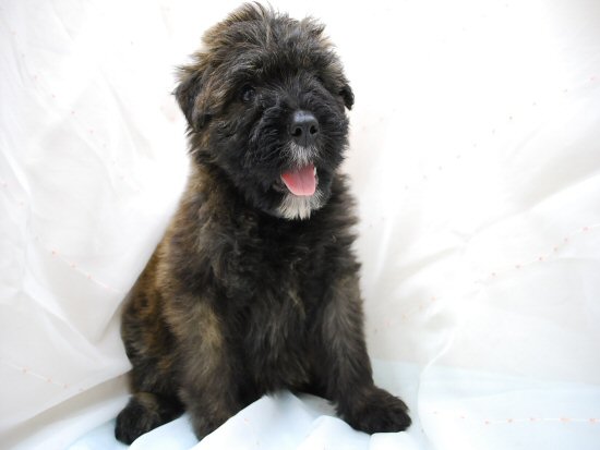 �u�[�r�G�E�f�E�t�����_�[�X�@�q���t���[�摜