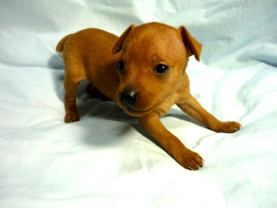 �~�j�`���A�s���V���[�@�q���t���[�摜