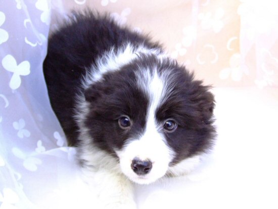 �{�[�_�[�R���[�@�q���t���[�摜