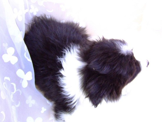 �{�[�_�[�R���[�@�q���t���[�摜