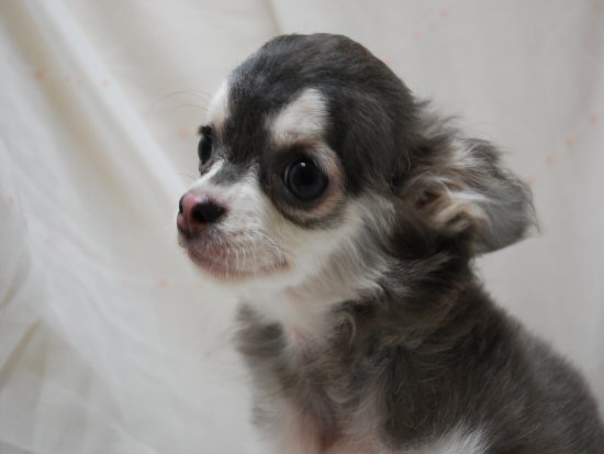 �`���������O�@�q���t���[�摜