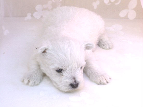 �E�G�X�e�B�[�@�q���t���[�摜