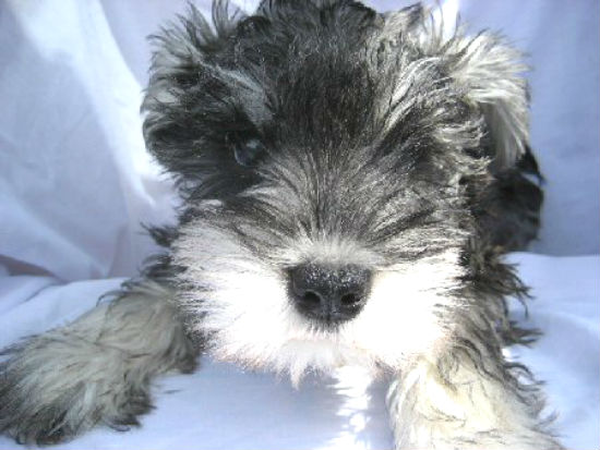 �~�j�`���A �V���i�E�U�[�@�q���t���[�摜