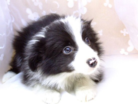 �{�[�_�[�R���[�@�q���t���[�摜