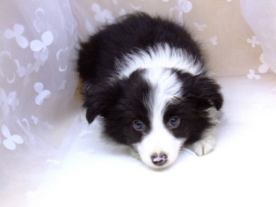 �{�[�_�[�R���[�@�q���t���[�摜