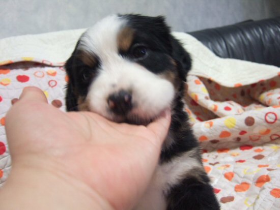 �o�[�j�[�Y�}�E���e���h�b�O�@�q���t���[�摜