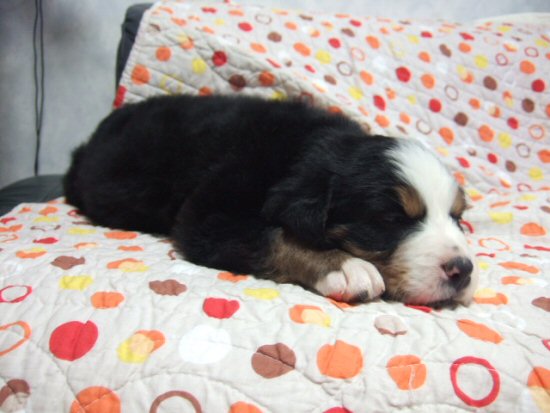 �o�[�j�[�Y�}�E���e���h�b�O�@�q���t���[�摜