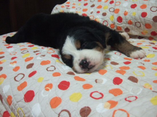 �o�[�j�[�Y�}�E���e���h�b�O�@�q���t���[�摜