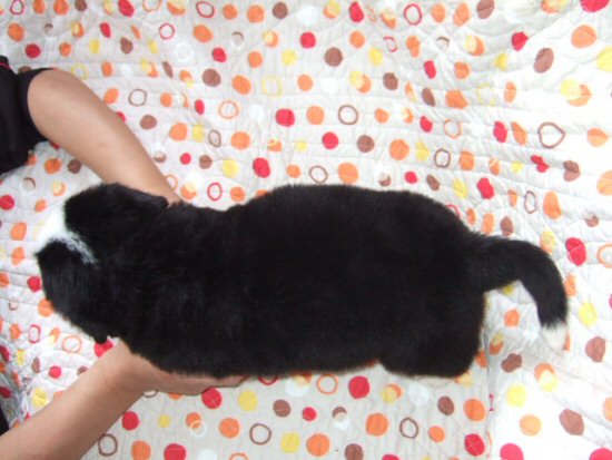 �o�[�j�[�Y�}�E���e���h�b�O�@�q���t���[�摜