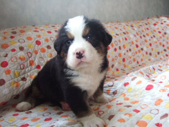 �o�[�j�[�Y�}�E���e���h�b�O�@�q���t���[�摜