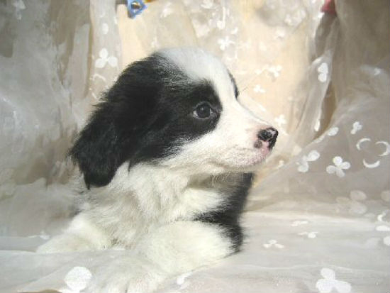 �{�[�_�[�R���[�@�q���t���[�摜