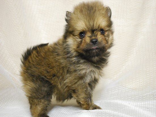 �|�����j�A���@�q���t���[�摜