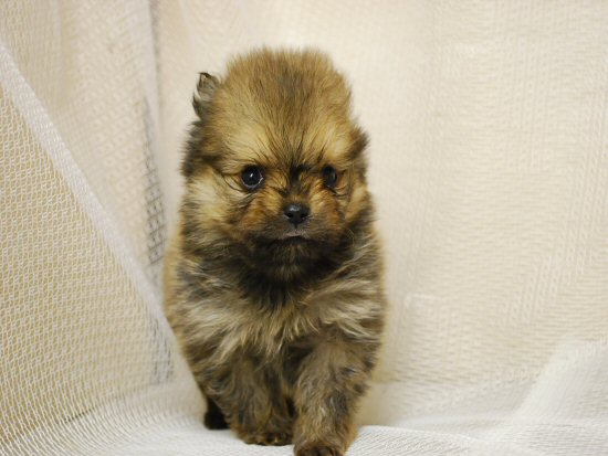 �|�����j�A���@�q���t���[�摜