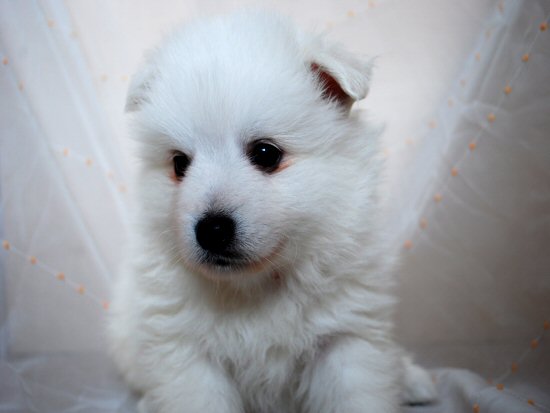 ���{�X�s�b�c�@�q���t���[�摜