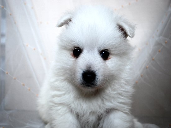 ���{�X�s�b�c�@�q���t���[�摜