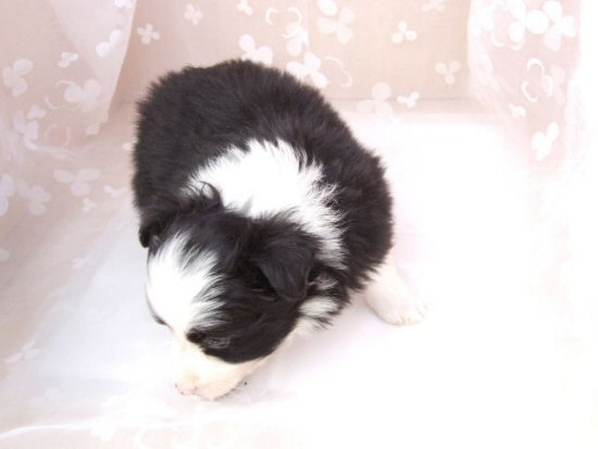 �{�[�_�[�R���[�@�q���t���[�摜