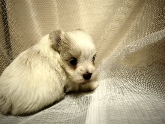 �`���������O�@�q���t���[�摜