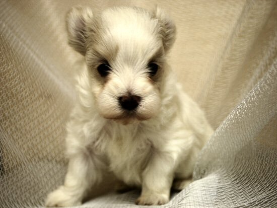 �`���������O�@�q���t���[�摜