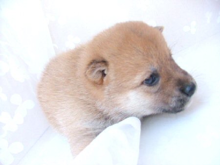 �Č��@�q���t���[�摜