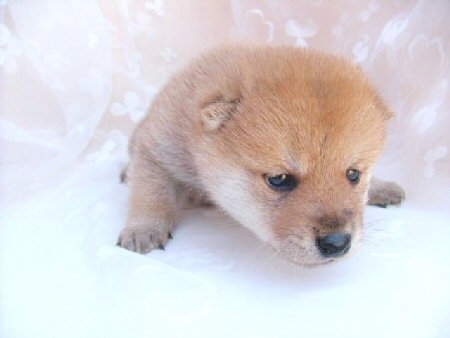 �Č��@�q���t���[�摜