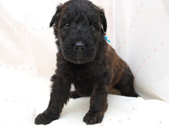 �u�[�r�G�E�f�E�t�����_�[�X�@�q���t���[�摜