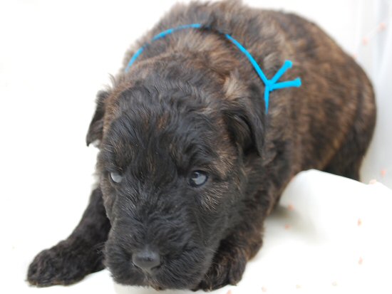 �u�[�r�G�E�f�E�t�����_�[�X�@�q���t���[�摜