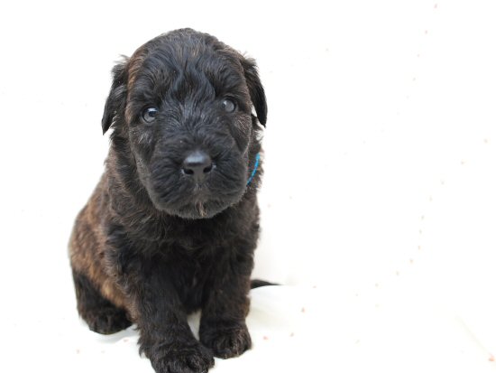 �u�[�r�G�E�f�E�t�����_�[�X�@�q���t���[�摜