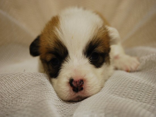 �E�F���V���R�[�M�[�@�q���t���[�摜