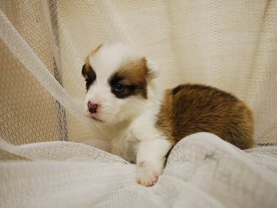 �E�F���V���R�[�M�[�@�q���t���[�摜