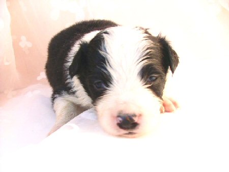 �{�[�_�[�R���[�@�q���t���[�摜