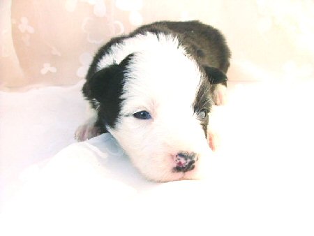 �{�[�_�[�R���[�@�q���t���[�摜