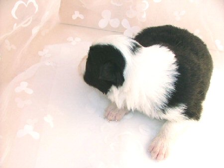 �{�[�_�[�R���[�@�q���t���[�摜