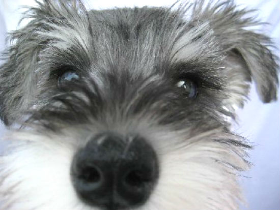 �~�j�`���A �V���i�E�U�[�@�q���t���[�摜