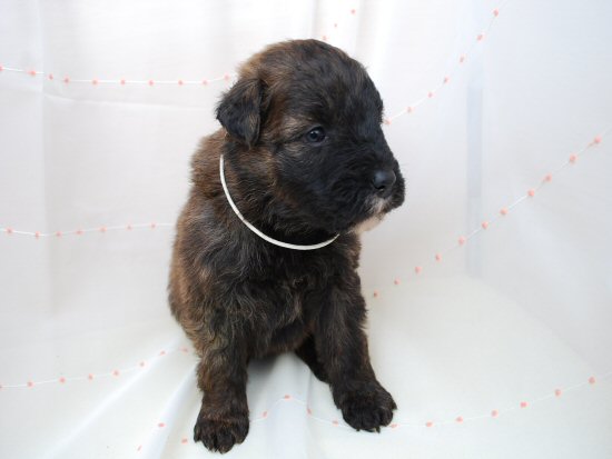 �u�[�r�G�E�f�E�t�����_�[�X�@�q���t���[�摜