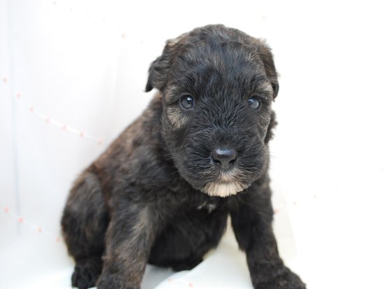 �u�[�r�G�E�f�E�t�����_�[�X�@�q���t���[�摜